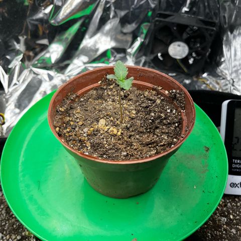 Preenseeds 2 geração  growlog timeline photo