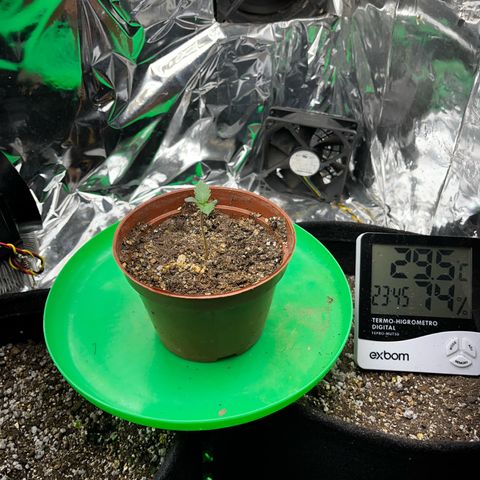 Preenseeds 2 geração  growlog timeline photo