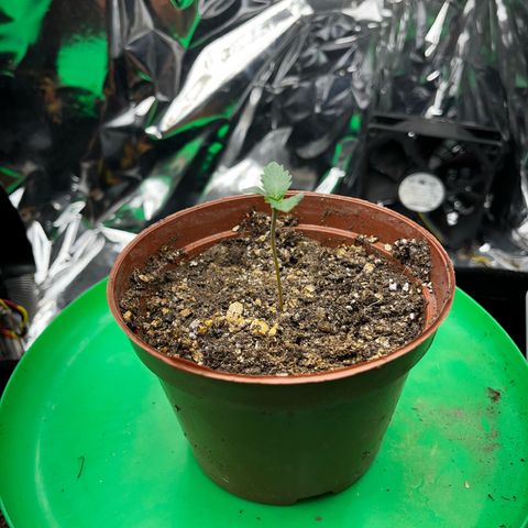 Preenseeds 2 geração  growlog timeline photo