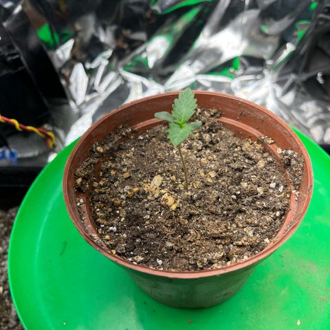 Preenseeds 2 geração  growlog timeline photo