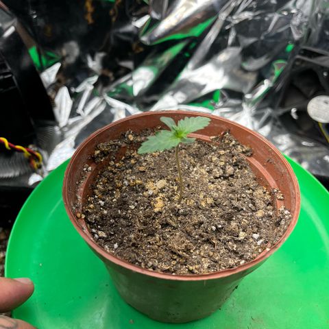 Preenseeds 2 geração  growlog timeline photo