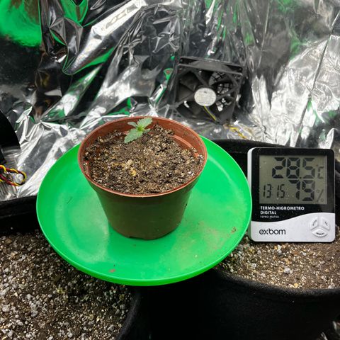 Preenseeds 2 geração  growlog timeline photo