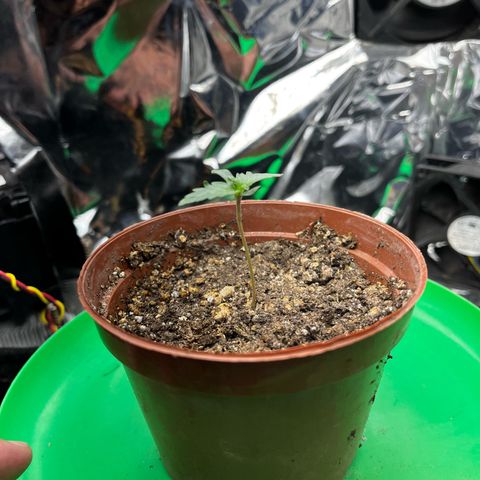 Preenseeds 2 geração  growlog timeline photo
