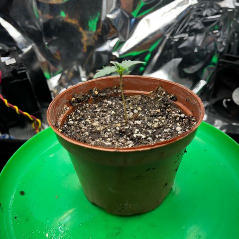 Preenseeds 2 geração  growlog timeline photo