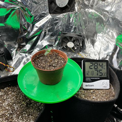 Preenseeds 2 geração  growlog timeline photo