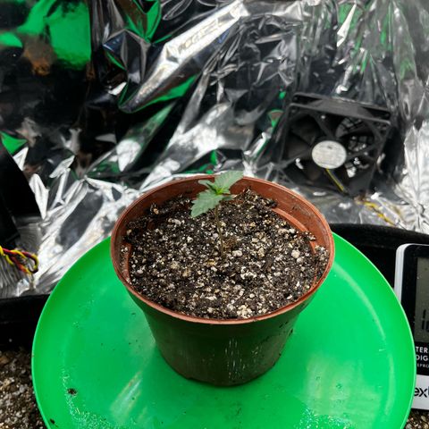 Preenseeds 2 geração  growlog timeline photo