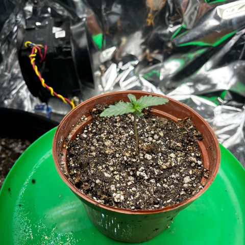 Preenseeds 2 geração  growlog timeline photo