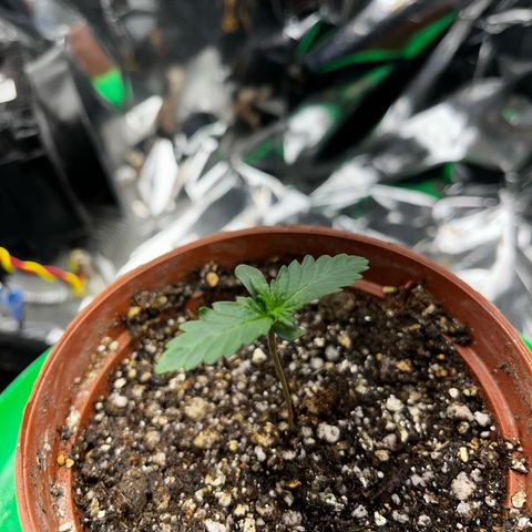 Preenseeds 2 geração  growlog timeline photo
