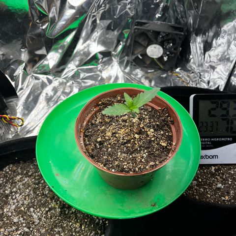 Preenseeds 2 geração  growlog timeline photo
