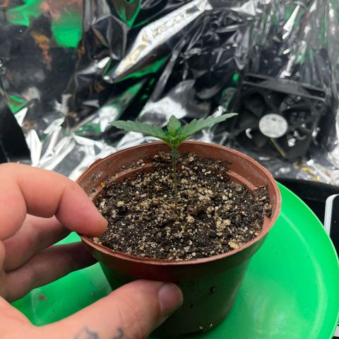 Preenseeds 2 geração  growlog timeline photo