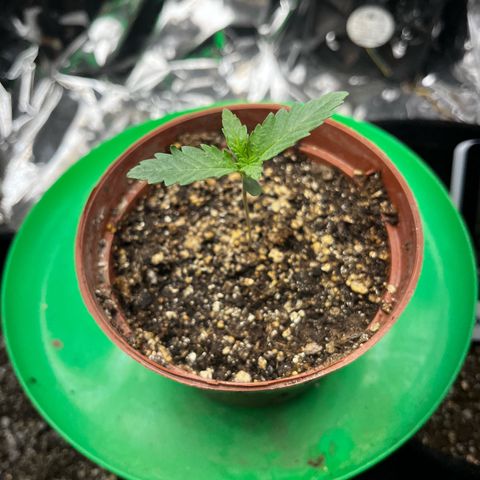 Preenseeds 2 geração  growlog timeline photo