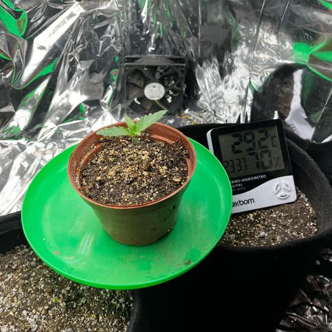 Preenseeds 2 geração  growlog timeline photo