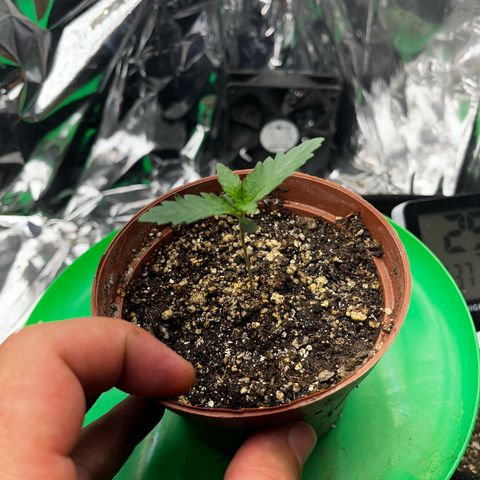 Preenseeds 2 geração  growlog timeline photo