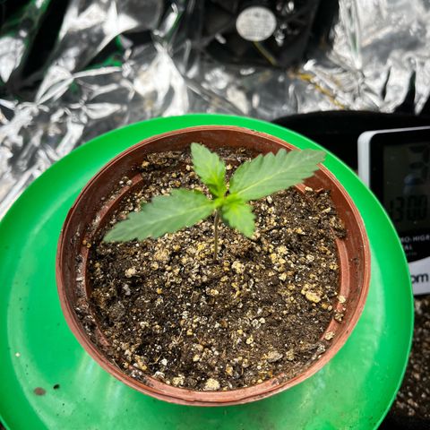 Preenseeds 2 geração  growlog timeline photo