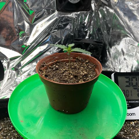 Preenseeds 2 geração  growlog timeline photo