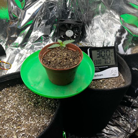 Preenseeds 2 geração  growlog timeline photo