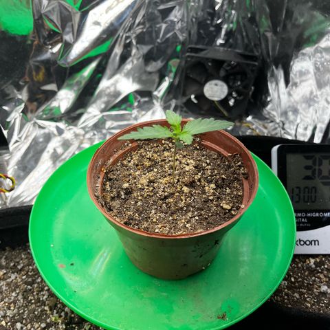 Preenseeds 2 geração  growlog timeline photo