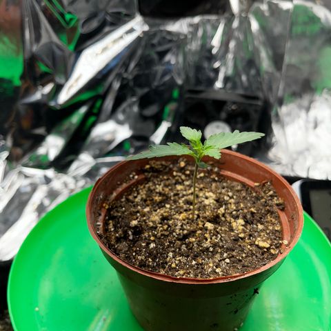 Preenseeds 2 geração  growlog timeline photo