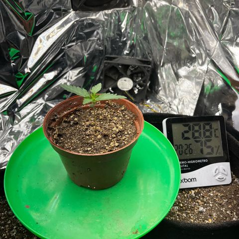 Preenseeds 2 geração  growlog timeline photo
