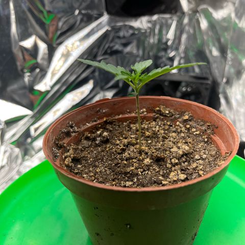 Preenseeds 2 geração  growlog timeline photo