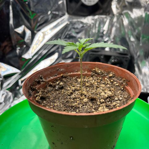 Preenseeds 2 geração  growlog timeline photo