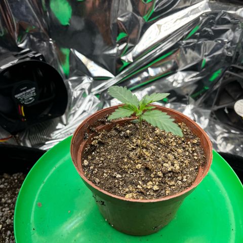 Preenseeds 2 geração  growlog timeline photo