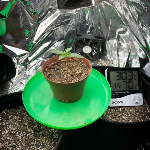 Preenseeds 2 geração  growlog timeline photo