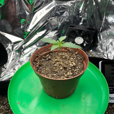 Preenseeds 2 geração  growlog timeline photo