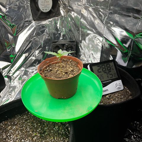 Preenseeds 2 geração  growlog timeline photo