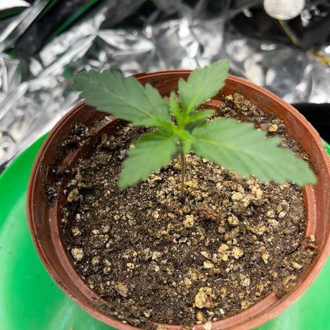 Preenseeds 2 geração  growlog timeline photo
