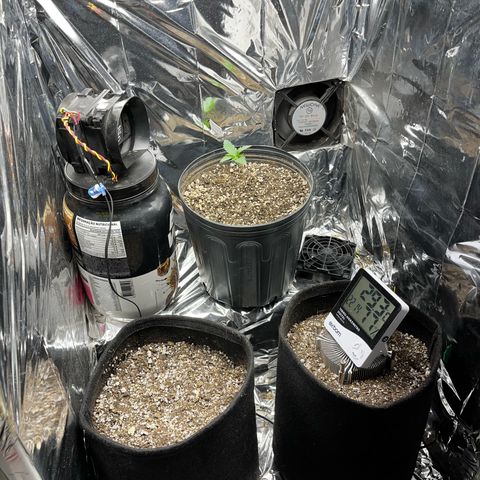 Preenseeds 2 geração  growlog timeline photo