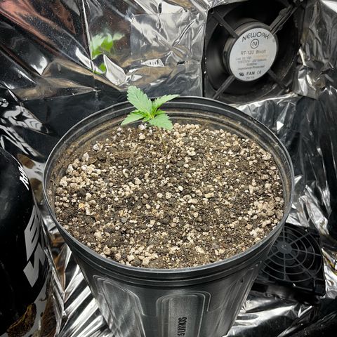 Preenseeds 2 geração  growlog timeline photo
