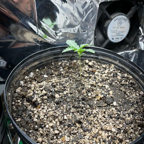 Preenseeds 2 geração  growlog timeline photo