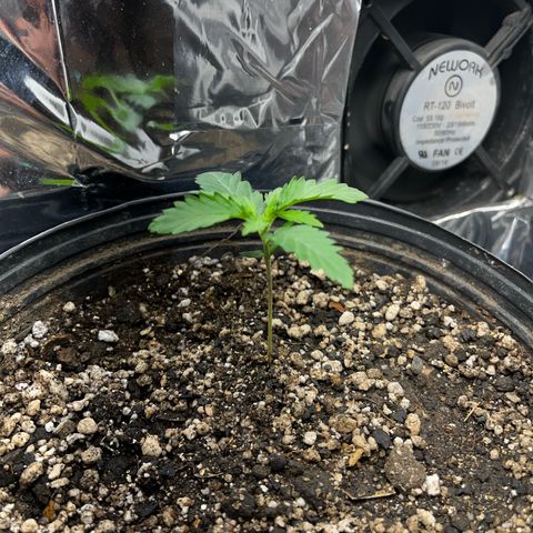 Preenseeds 2 geração  growlog timeline photo