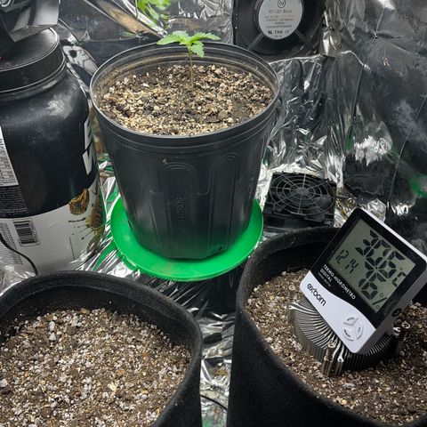 Preenseeds 2 geração  growlog timeline photo