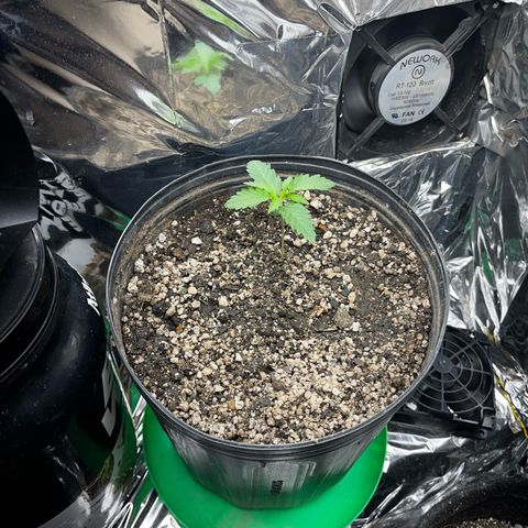 Preenseeds 2 geração  growlog timeline photo