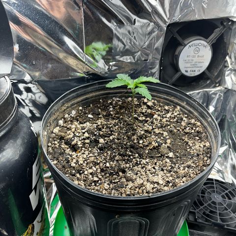 Preenseeds 2 geração  growlog timeline photo