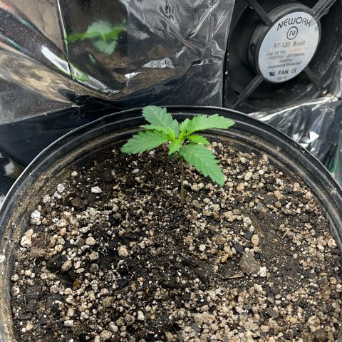 Preenseeds 2 geração  growlog timeline photo