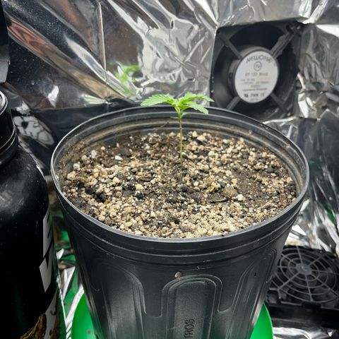Preenseeds 2 geração  growlog timeline photo