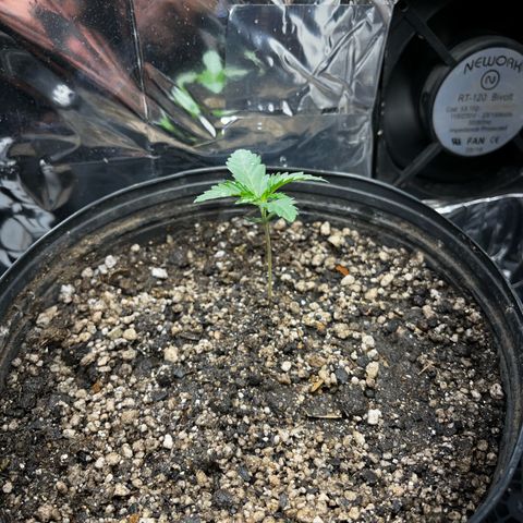 Preenseeds 2 geração  growlog timeline photo