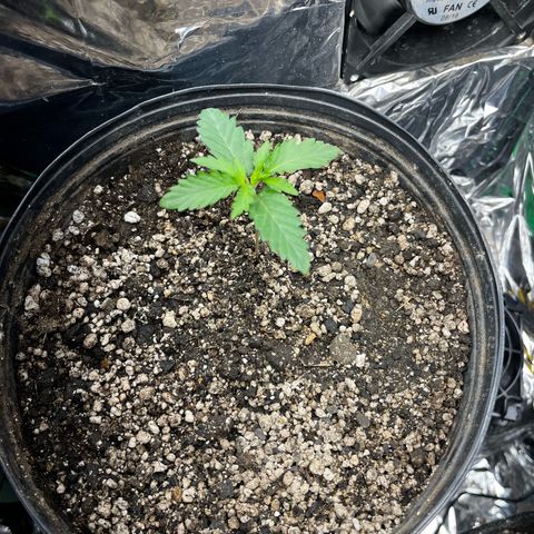 Preenseeds 2 geração  growlog timeline photo