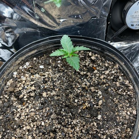 Preenseeds 2 geração  growlog timeline photo