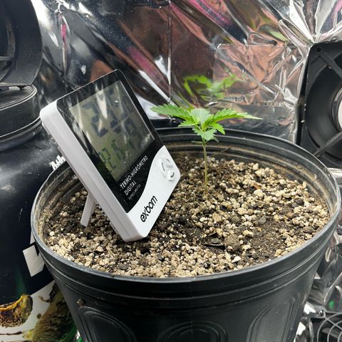 Preenseeds 2 geração  growlog timeline photo