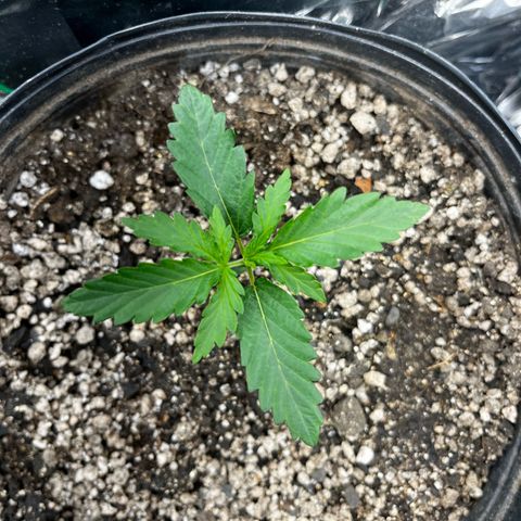 Preenseeds 2 geração  growlog timeline photo