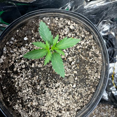 Preenseeds 2 geração  growlog timeline photo