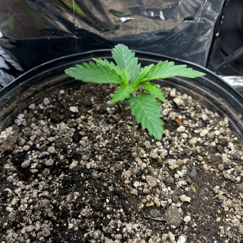 Preenseeds 2 geração  growlog timeline photo