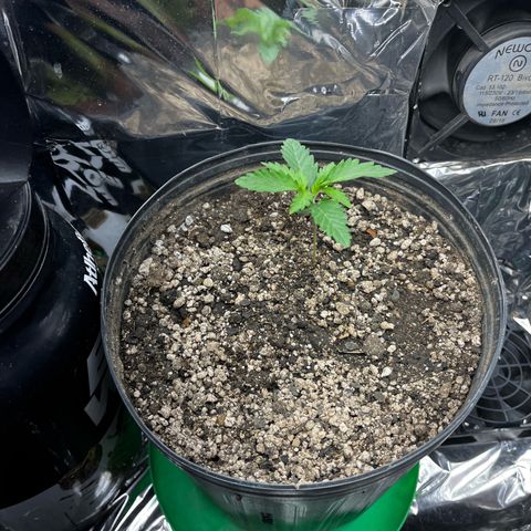 Preenseeds 2 geração  growlog timeline photo
