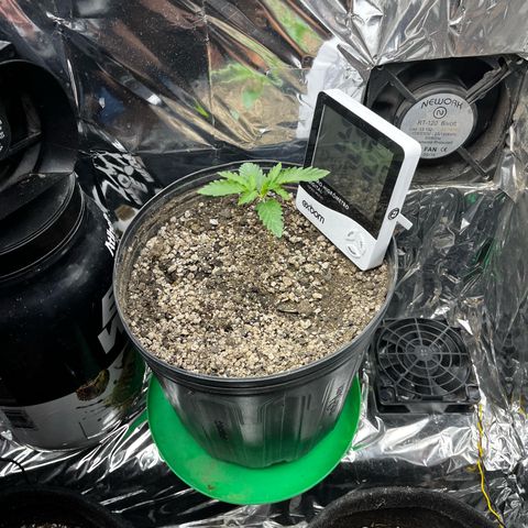 Preenseeds 2 geração  growlog timeline photo