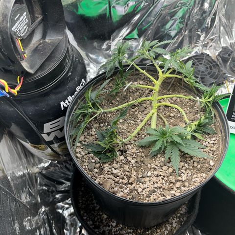 Preenseeds 2 geração  growlog timeline photo