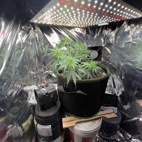 Preenseeds 2 geração  growlog timeline photo